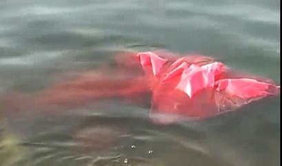 Dead bodies found in river Ganga - India