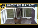 Courageous cat Introduces Herself to the Local Moose