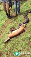Snake cobra eating animal
