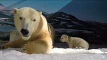 برامج أسترالية تنقذ الدب القطبي من الانقراض