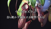 オトナの土ドラ『ウツボカズラの夢』 8月5日　11時40分スタート