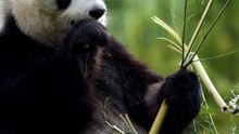 Zoo de Beauval: l'intrigante échographie d'un bébé panda