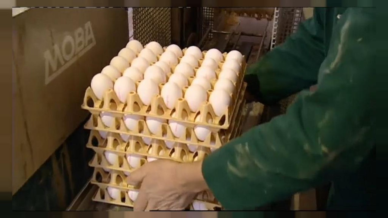 Millionen verseuchte eier zurückgerufen