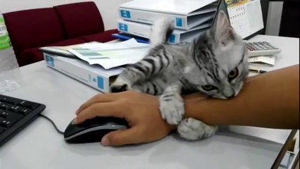 Mignon: Un chat ne lâche pas la main du propriétaire pendant qu'il travaille!