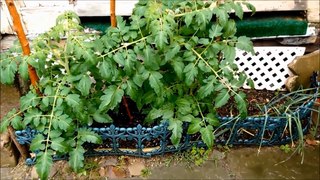 My First Garden: Tomato Update (7/17/2017)