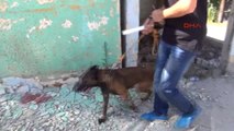 Yalova'da Metruk Binalara Narkotik Dedektör Köpeği ile Baskın