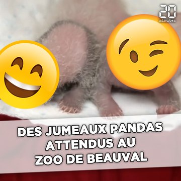 Deux bébés pandas au lieu d'un seul attendus au zoo de Beauval