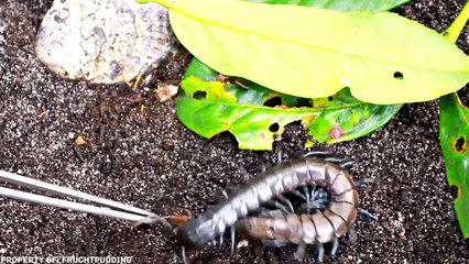 10 САМЫХ БОЛЬШИХ НАСЕКОМЫХ В МИРЕ