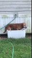 Ce chien se rafraichit dans une glacière ! Bain de glaçons