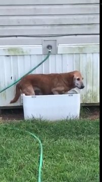 Ce chien se rafraichit dans une glacière ! Bain de glaçons
