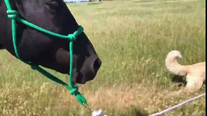 Ce cheval se fait promener... par un CHIEN !!