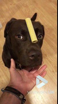 Ce chien balance un os sur son nez en équilibre.. Avant de le manger !