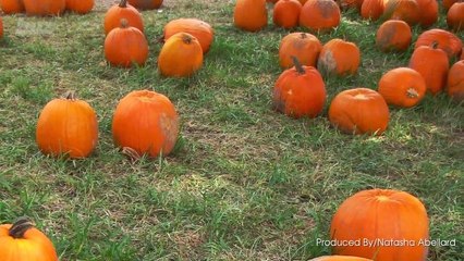 Some of Your Favorite Pumpkin Spice Treats Are Already Available