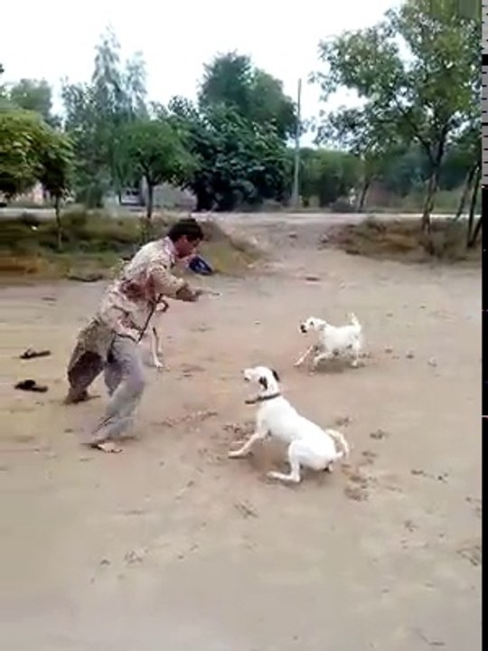 very brave guy fighting against 3 dogs