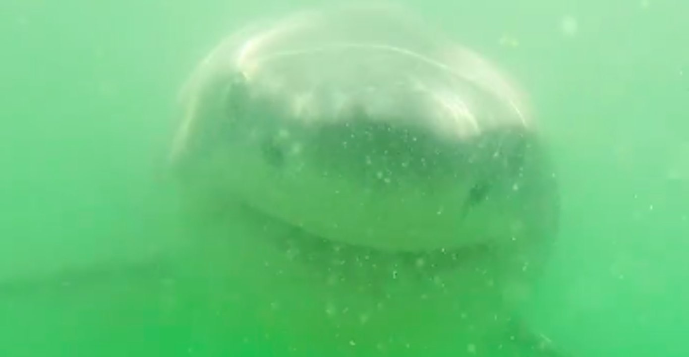 Great White Shark Tries To Take Bite Out of Underwater Camera