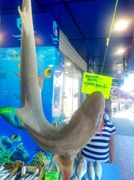 Balıkçılardan Şaşırtan Açıklama: Marmara Denizi Köpek Balığı Kaynıyor