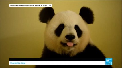 French panda pregnant with twins! Austrian elephants get a new pool