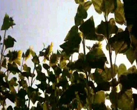 HER ŞEYİ BIRAKTIM ZAMANA SELÇUK KÜÇÜKKALIPÇI Seslendiren Klip AYNUR AVCI