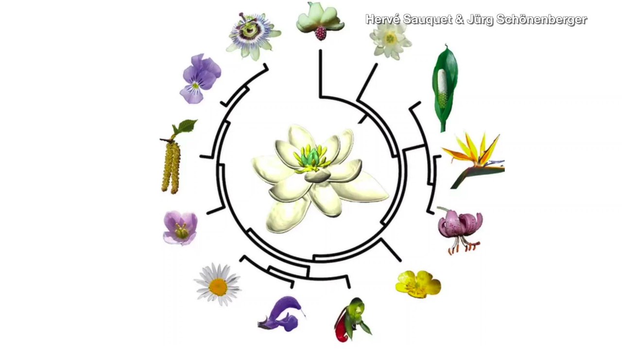 According to Science, The First Flower Was Bisexual