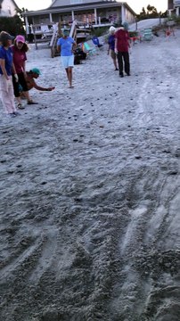 Endangered Baby Sea Turtles Hatching