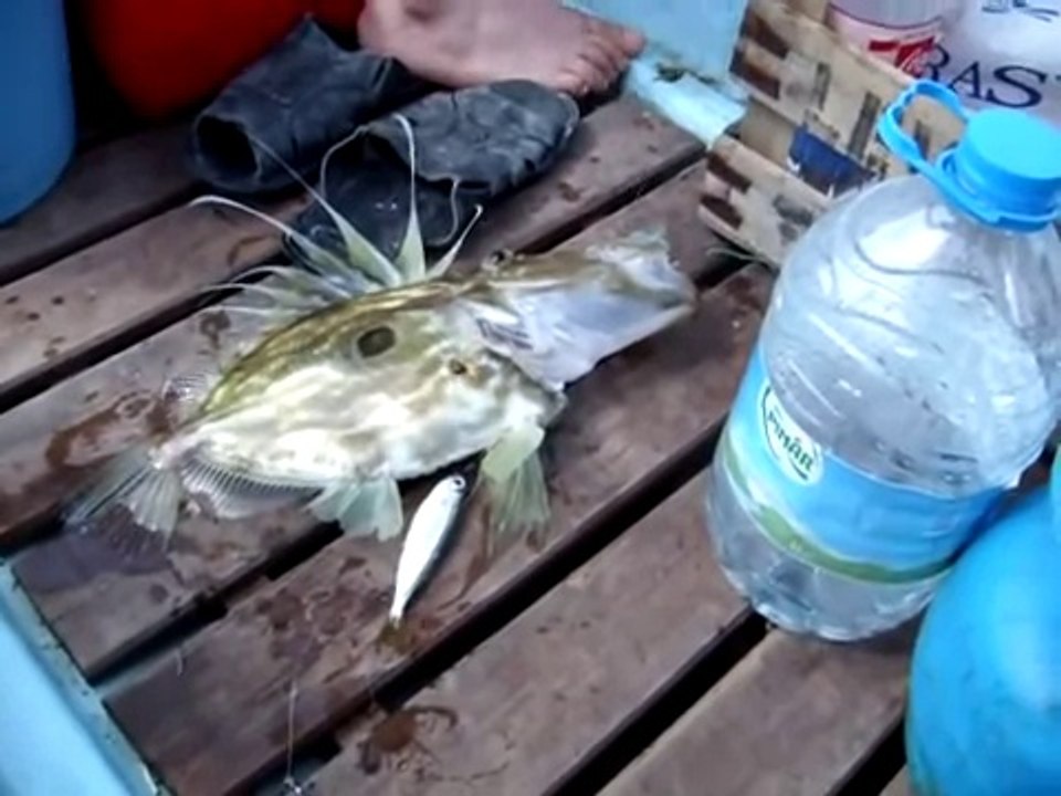 Harika - Dülger Avı