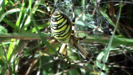 Argiope est un genre d'araignées aranéomorphes de la famille des Araneidae.