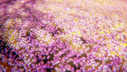 【予告編】『映画プリキュアドリームスターズ！』3.18（土）ロードショー！