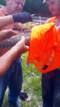 Ils sauvent une chouette d'un filet