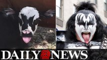 This Texas calf looks just like KISS rocker Gene Simmons
