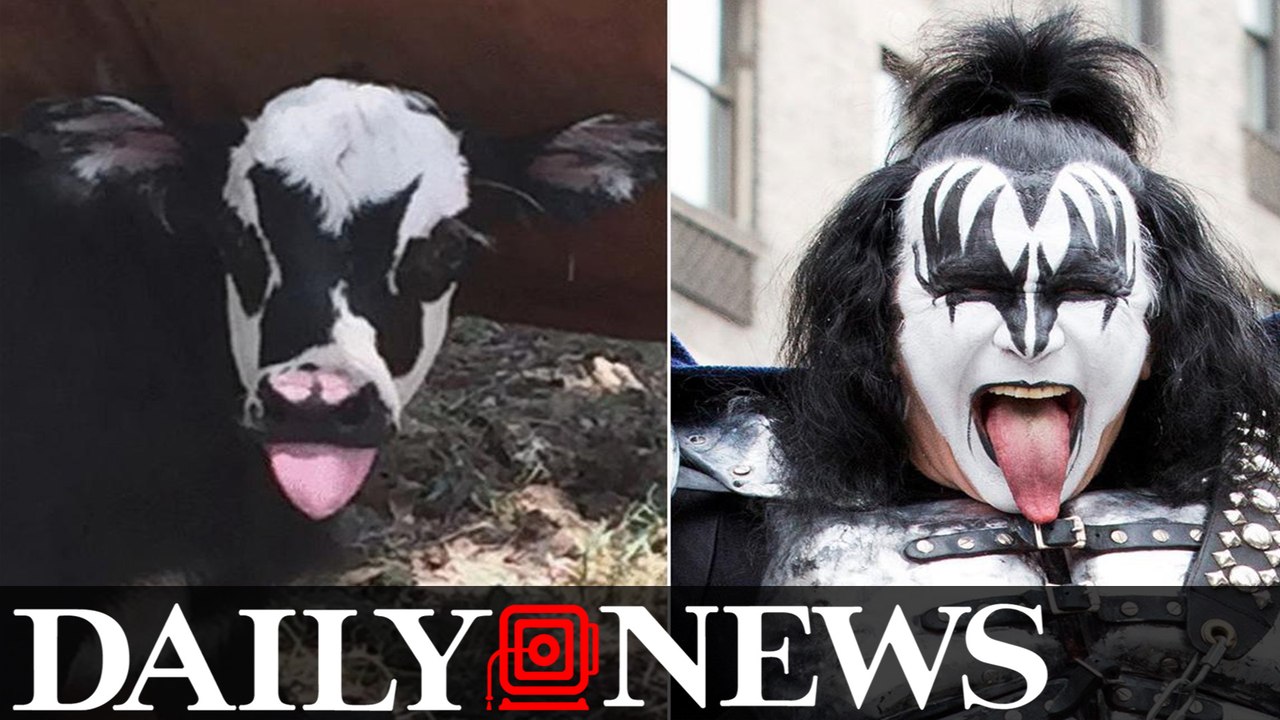 This Texas calf looks just like KISS rocker Gene Simmons