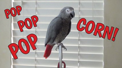 Enthusiastic parrot vocalizes about popcorn