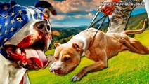 EL GAME EN LOS PITBULL APBT (La agresividad no es lo mismo que el geimnass)