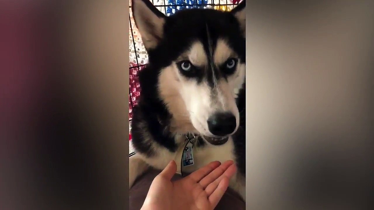 Dog Vs Medication