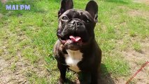 French Bulldog Talking - Funny French Bulldog Videos Compilation