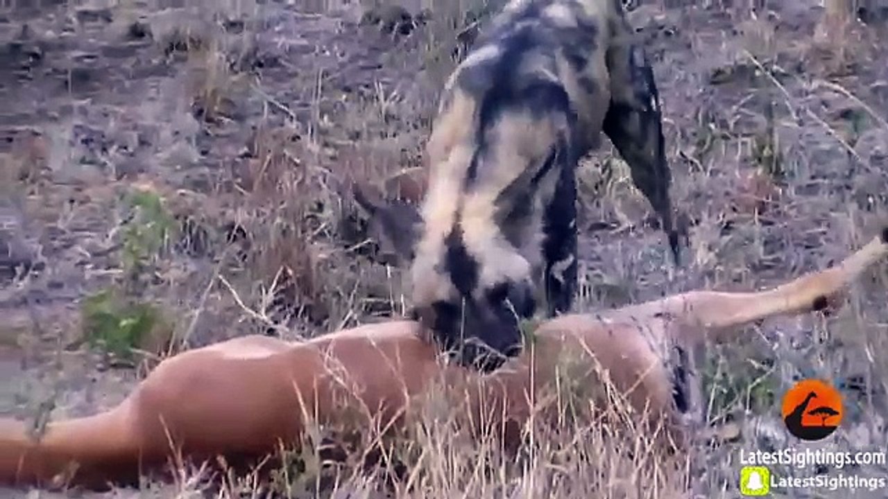 Wild Dogs v Impala  Impala Fights Back as Guts Fall Out
