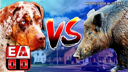 PERRO LEOPARDO VS JAVALI  - (CATAHOULA LEOPARD DOG)