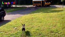Cute Dogs Waiting And Welcoming Kids Going Home On The School  - Funny Dog Videos Compilation 2016