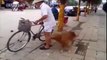A Golden Retriever guards its owner's bike in China.
