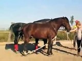 Atların ilginç çiftleşmesi (Amazing horse mating)
