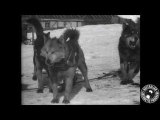 Explorer Mawson's Huskies Immortalised in Antarctic Place Names