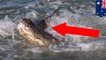 Buaya makan hiu; kamera merekam saat buaya menerjang hiu - TomoNews