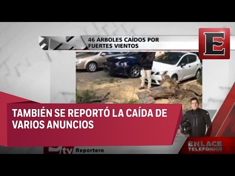 Reportan 46 árboles caídos por fuertes vientos en CDMX