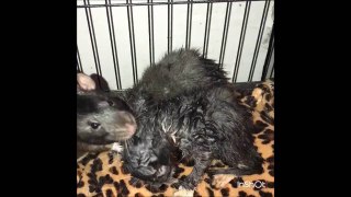 les rats s'improvisent baby-sitters pour chatons