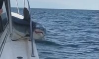 Hiu Mako Ini Melompat dan Tersangkut di Kapal