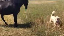 Cute Dog Took His Horse For A Walk