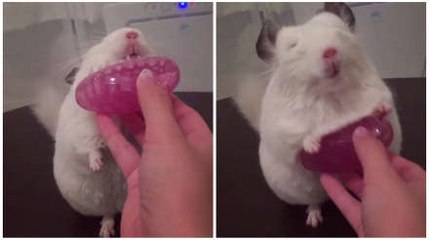 Adorable Chinchilla Loves To Be Brushed