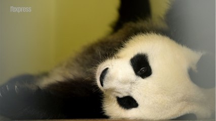 Surprise: le panda de Beauval attend des jumeaux