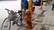 Dog guards his owner's bike then rides off with him