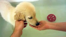 Puppy's First Real Bath (Not Just A Shower) & Playing With Toys In The Tub
