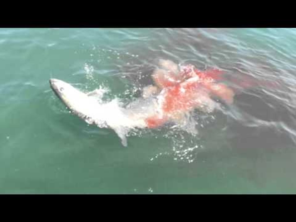 Fisherman Loses Catch of the Day To Bull Sharks